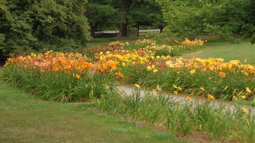 Berkshire Garden Lily path.jpg